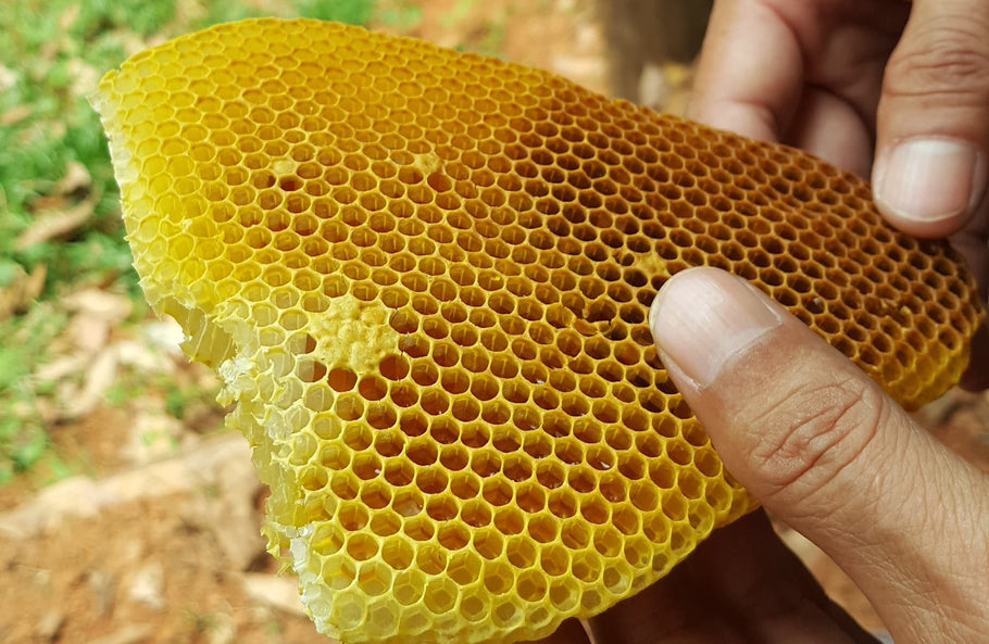 Beeswax: Unique Enzymes and Proteins for Healing