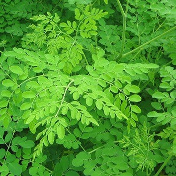 Moringa Leaves to Boost Collagen & Improve the Look Of Your Skin