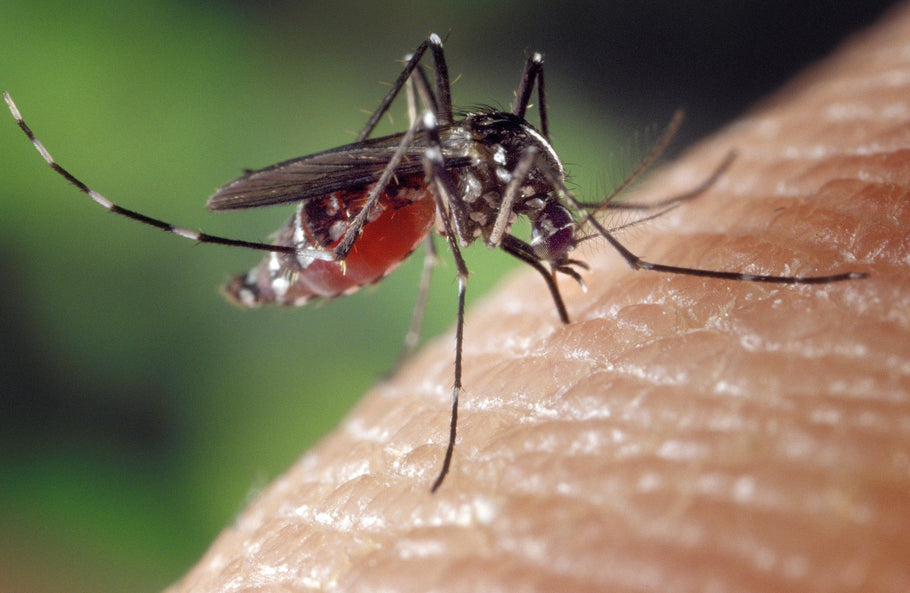 Mosquitoes and DEET:  FDA Approved So It Must Be Safe?