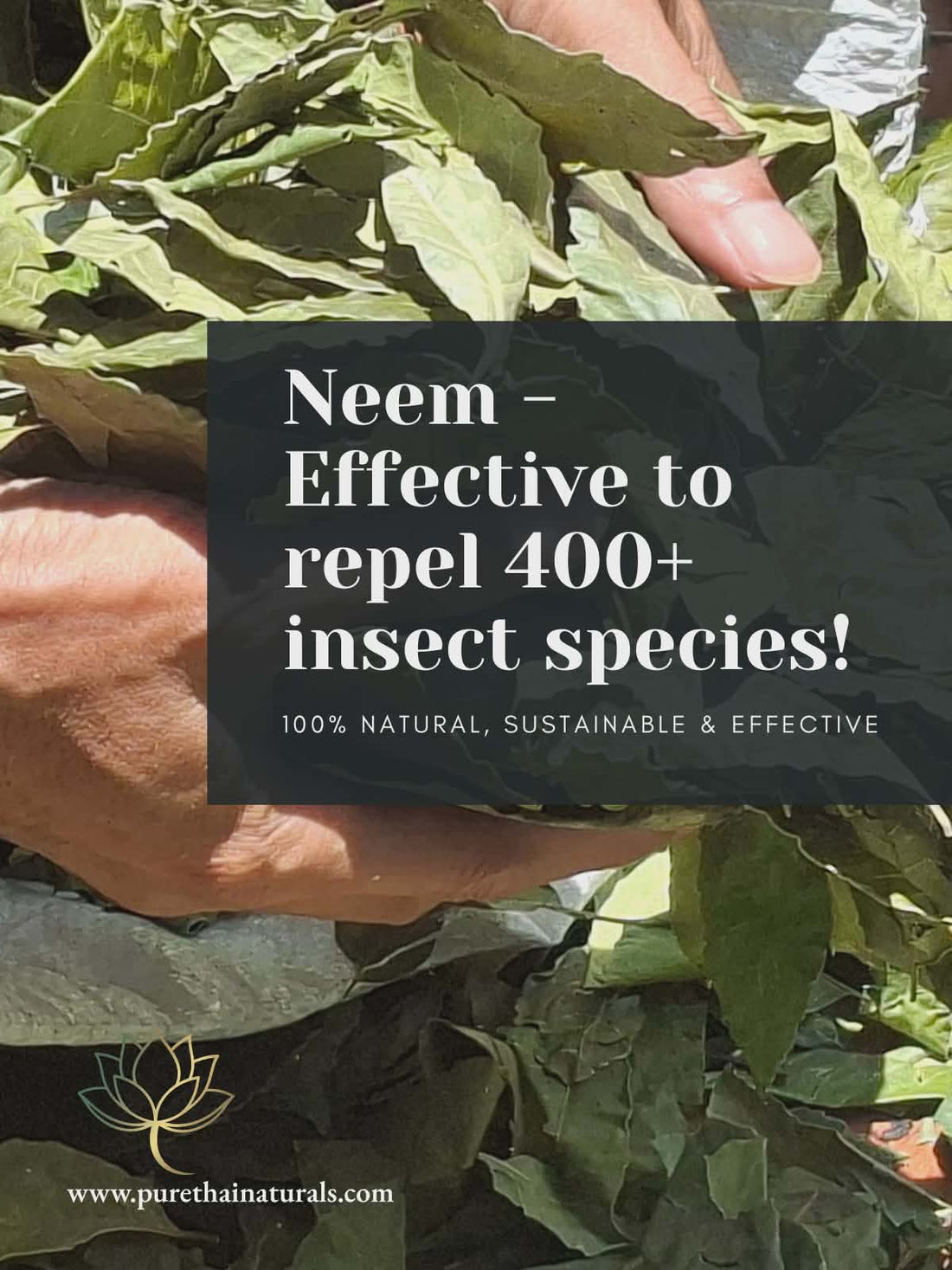 NEEM: Highly Effective to Repel 400+ Insect Species