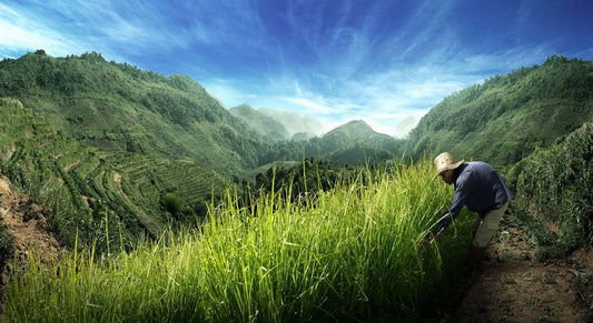 Vetiver: Fragrant, Prevents Scarring & Anti-inflammatory - The Thai King's Gift