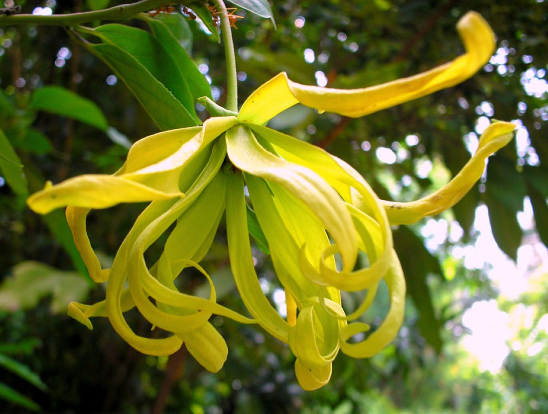 Ylang Ylang - Mood Booster & Natural Aphrodisiac